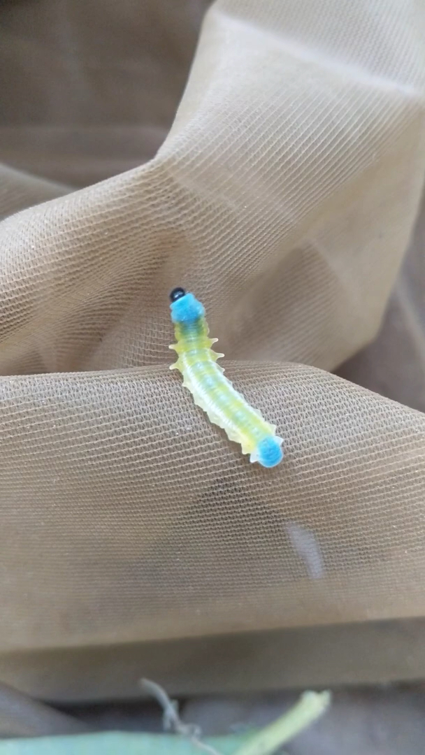 七彩虹色毛毛虫