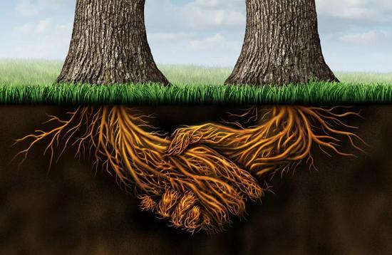 大树的根系(图片来源:veer图库)