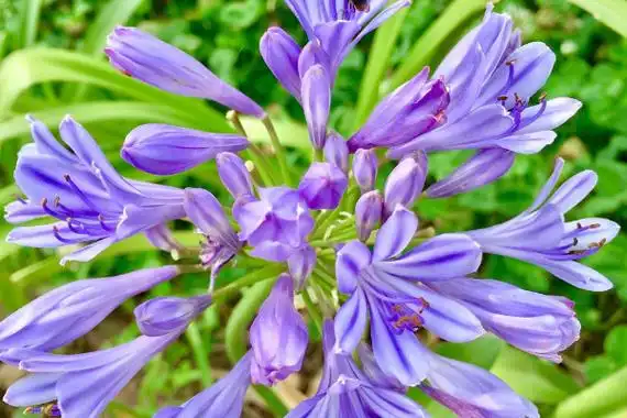 开蓝花的君子兰是什么品种