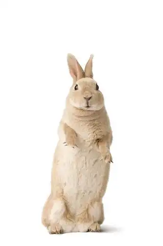 摄影,影棚,观看,兔,察看,关注,警惕,警戒,警觉,鉴戒,站立,彩图,全身