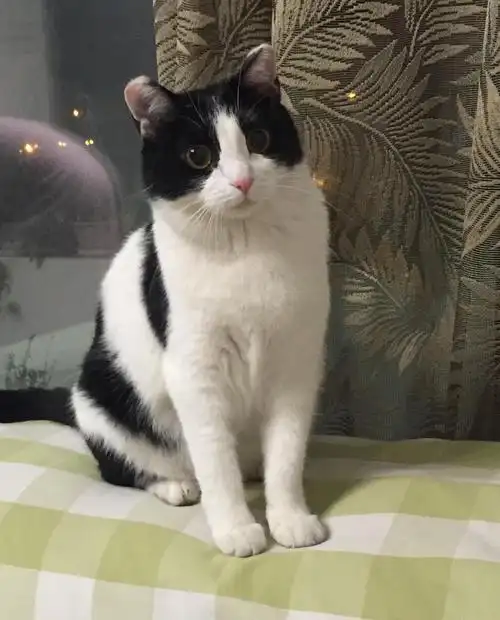 我家小土猫是从公司楼下小餐馆收养的,猫妈妈下了六只崽,店家养了一个