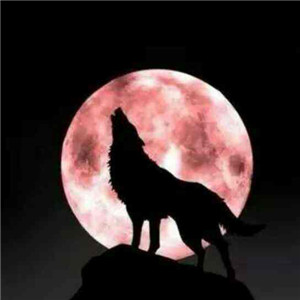 血狼头像图片大全霸气最凶的血狼头像