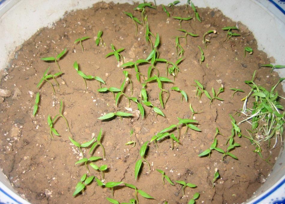 在阳台种出高产又好看的朝天椒,让邻居羡慕不已!