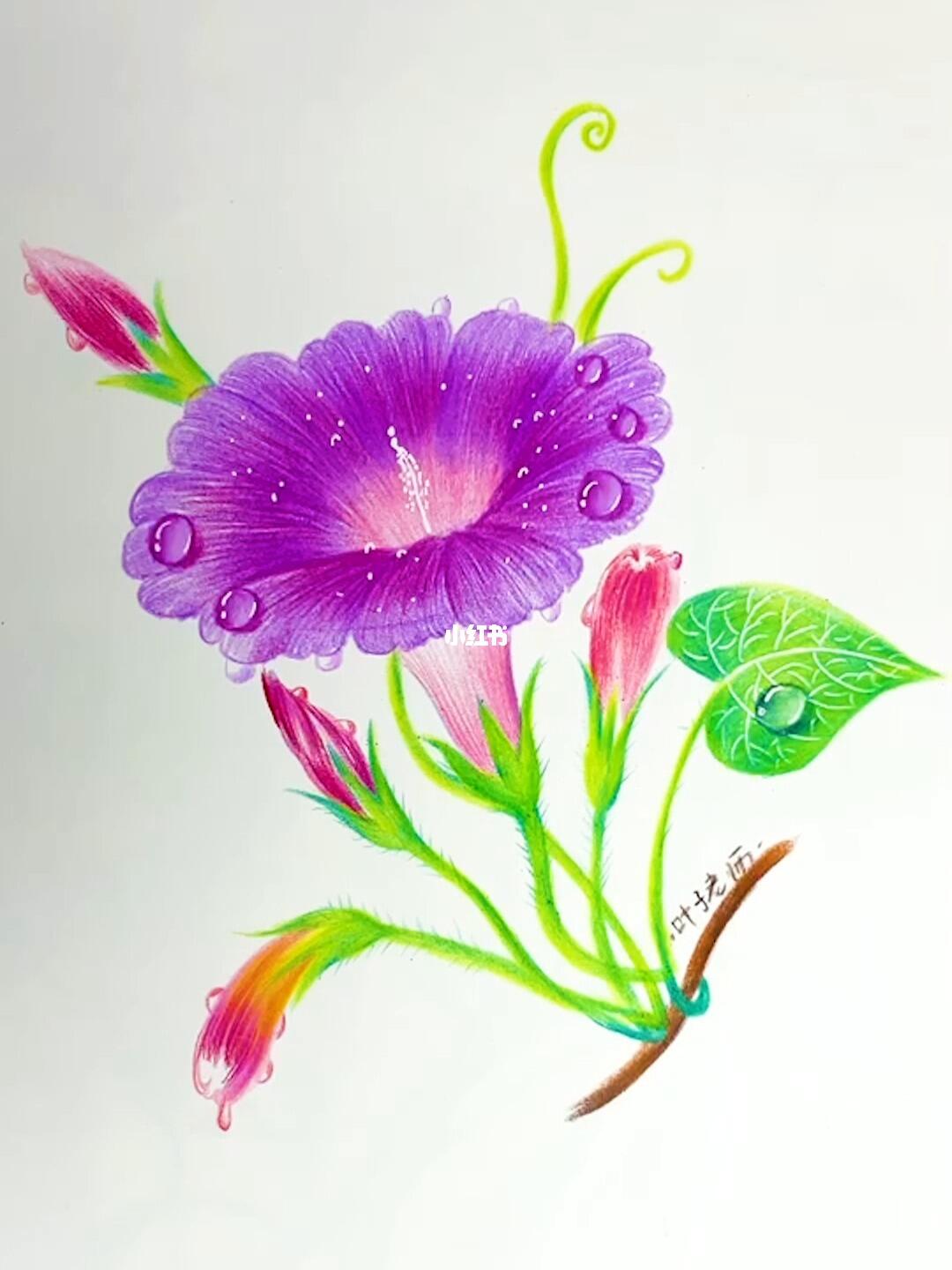 超级详细的彩铅牵牛花画法全过程太美了