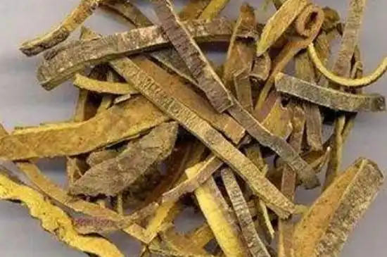 黄柏树皮多少钱一斤,黄柏树皮有什么用途,为松树芸香科用处剥皮植物