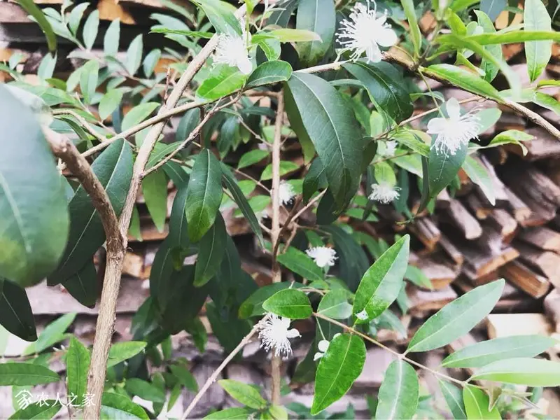 黄果巴西樱桃开花了