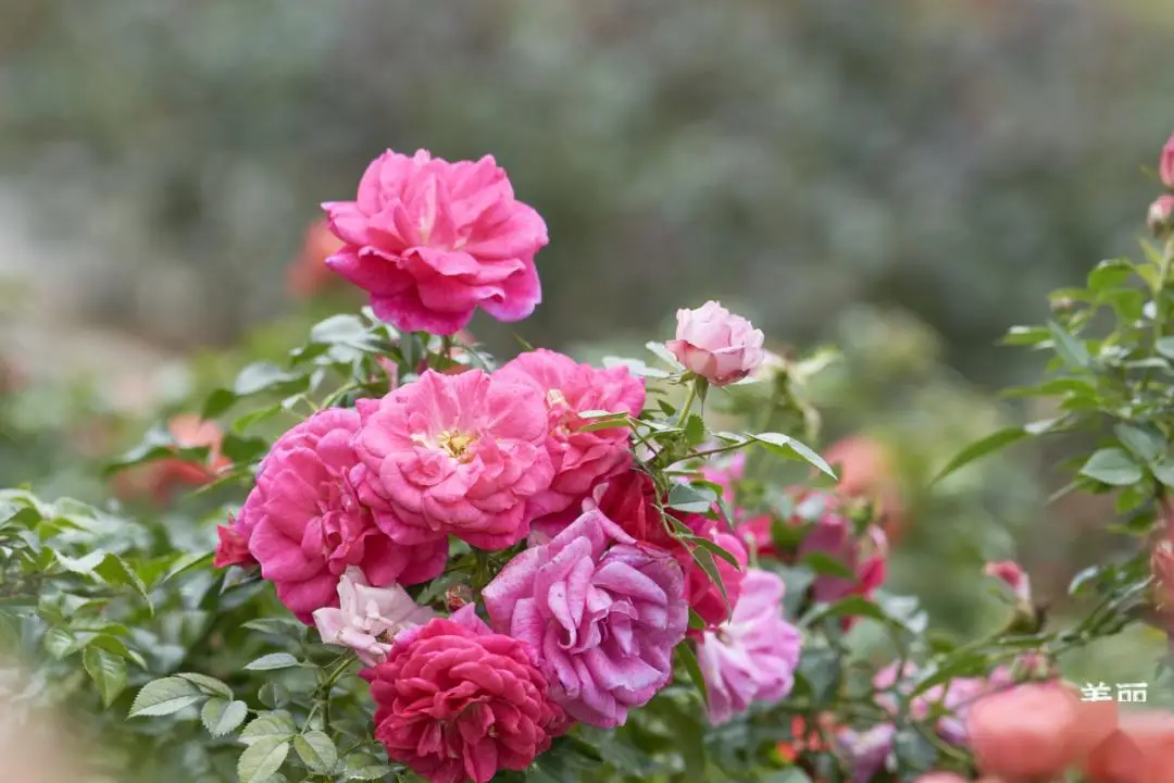 五园联动,2024深圳月季赏浪漫开启,去看春天→_人民公园_游客_花园