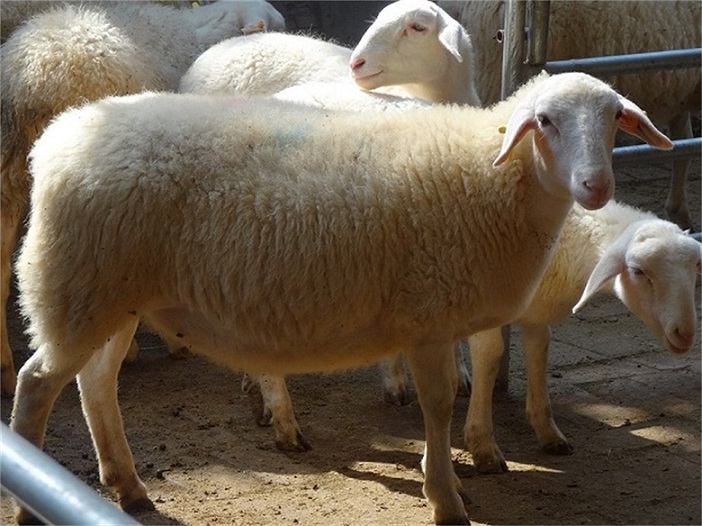 哈萨克羊饲料 夏季如何养好羔羊
