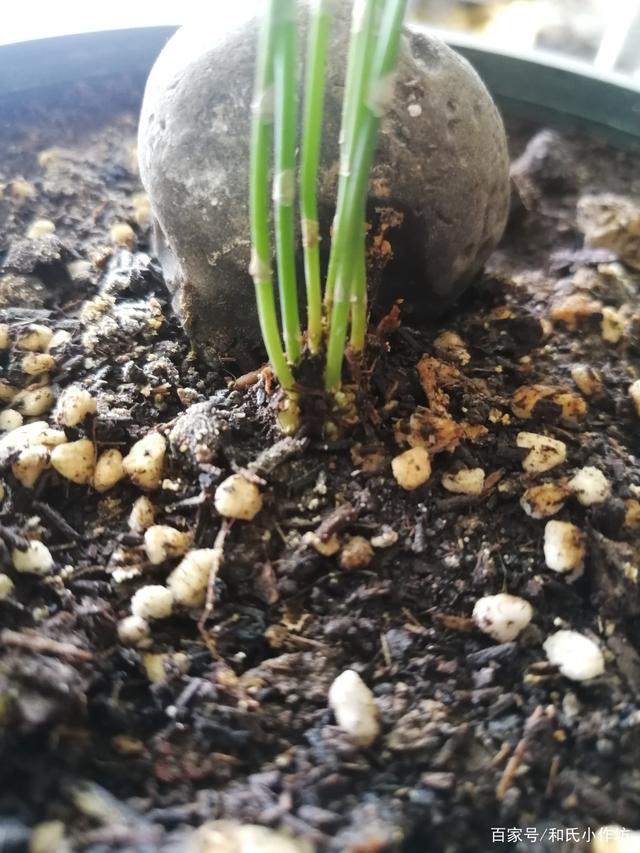 怎样使文竹不断的长出新芽,一个小妙招就可以解决,赶紧来看看