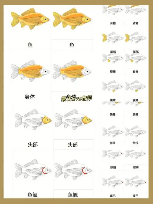 蒙氏鱼的身体部位三段卡