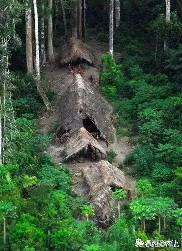 被称为人类的禁区亚马逊雨林到底有多恐怖