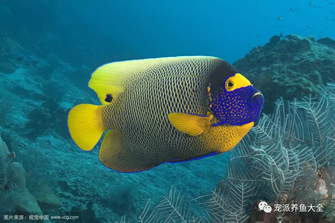每日一鱼蓝面神仙头部的花纹非常独特