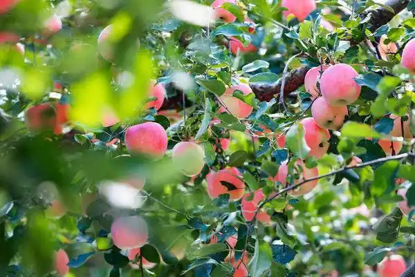 红彤彤的红富士苹果 食品 水果 秋天 收获 果园 苹果 采摘 果树 红