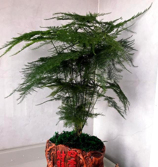 文竹长不旺,浇水时加点"料",嗖嗖冒强笋,养出爆盆状态