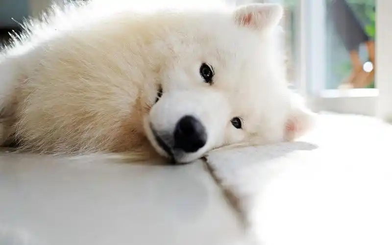 萨摩耶电脑壁纸_可爱呆萌萨摩耶