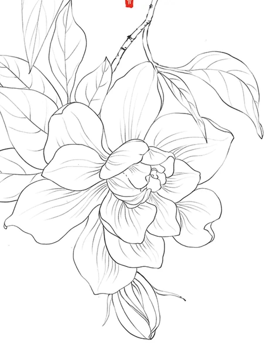 线描# 72 栀子花开