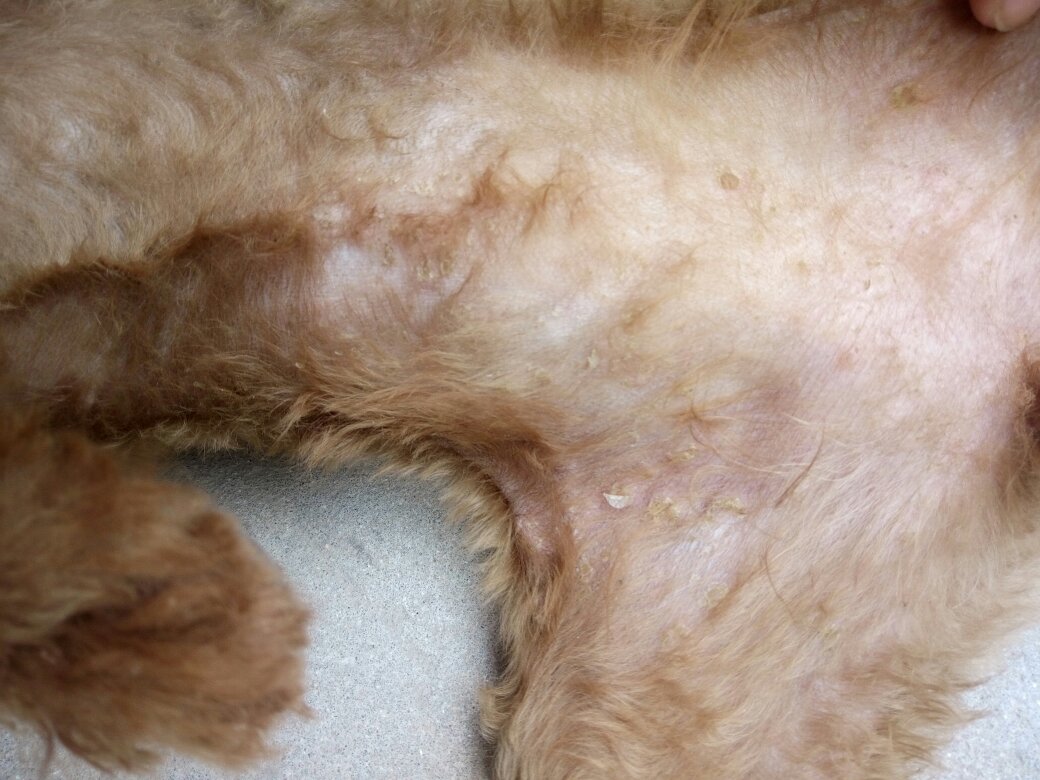 4个月多的泰迪,这是怎么了,是螨虫还是湿疹?应该用什么药?