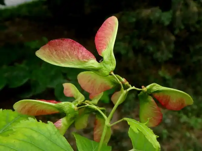 20140525茶条槭双翅果-西沽公园