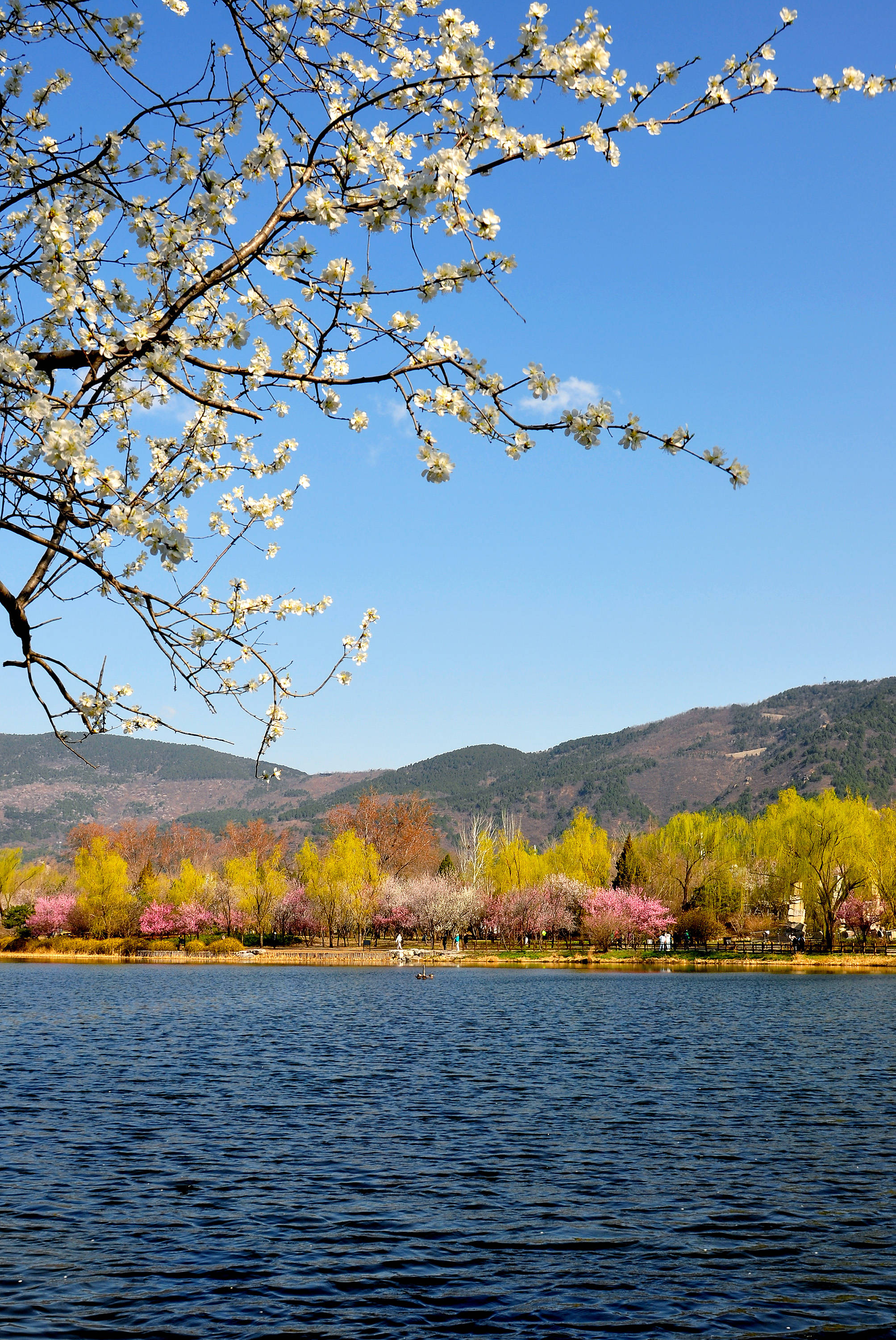 碧水蓝天春草芳菲
