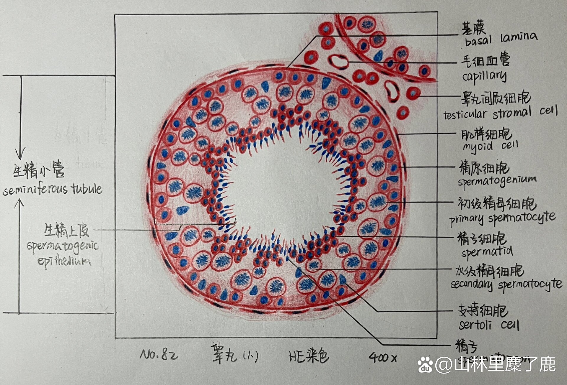 组织学与胚胎学# #组织学与胚胎学实验绘图# #红蓝铅笔绘图# #生精