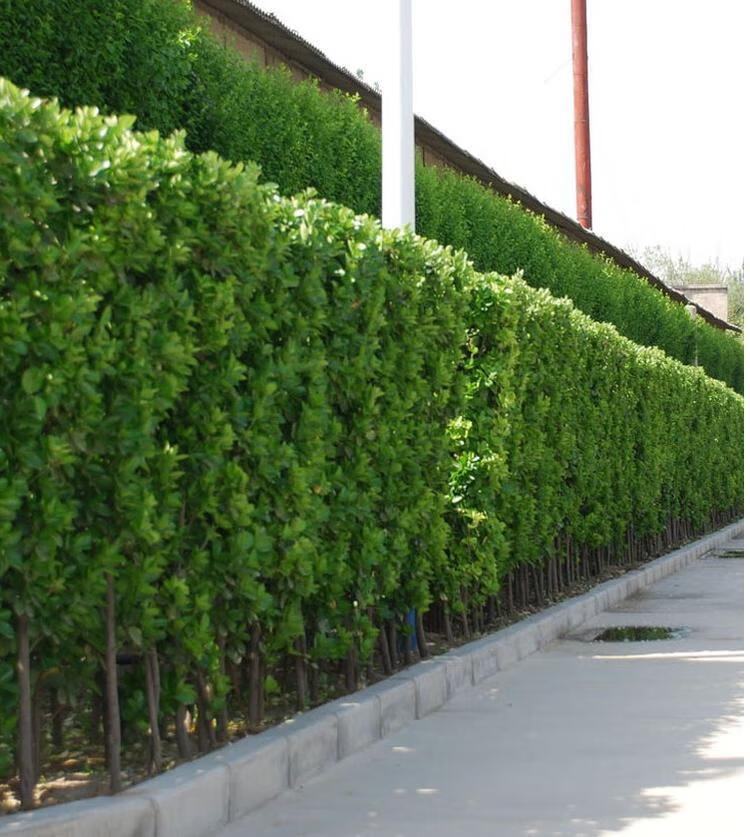 北海道黄杨苗绿化围墙法国冬青树苗四季常青庭院绿篱树苗篱笆植物