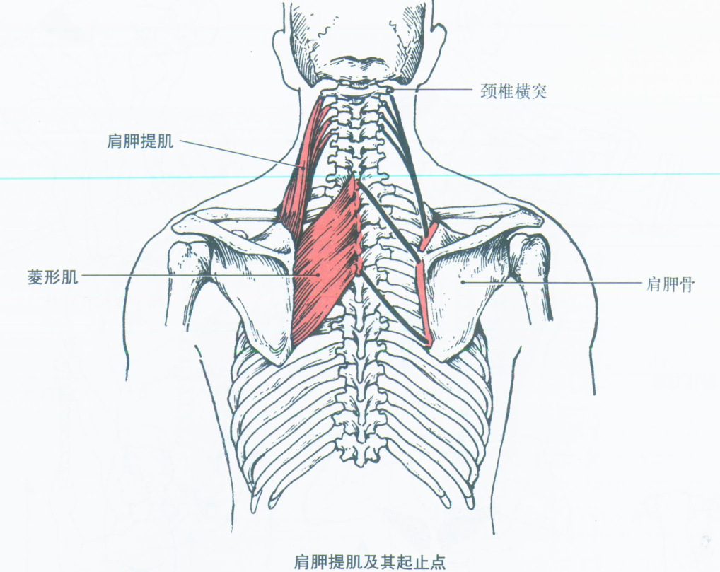 4,菱形肌(rhomboideus)