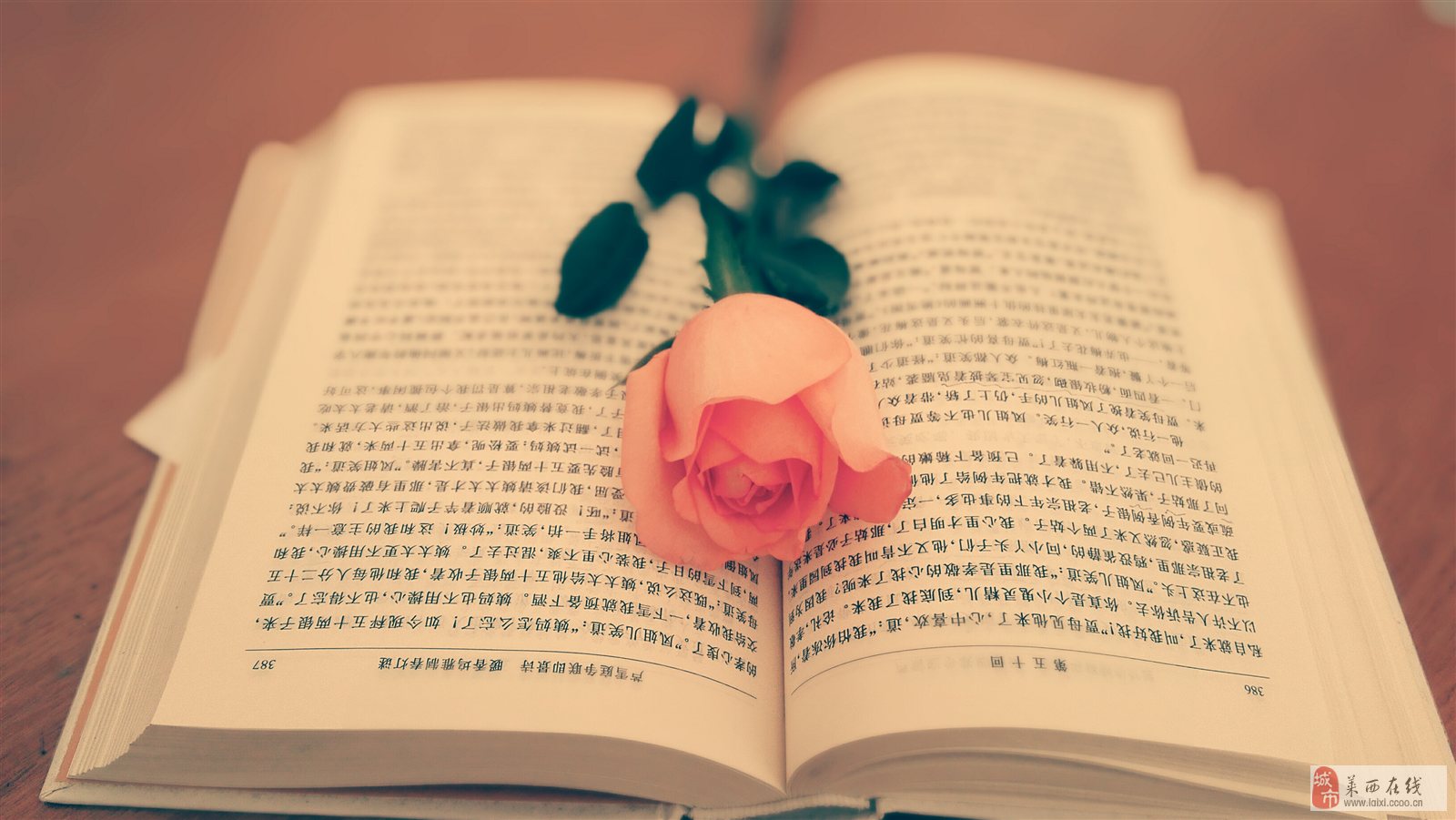 一本书,一枝花,一杯茶,明艳了一段时光.