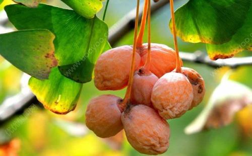 银杏树上结的果实可以吃吗?对身体有害吗?