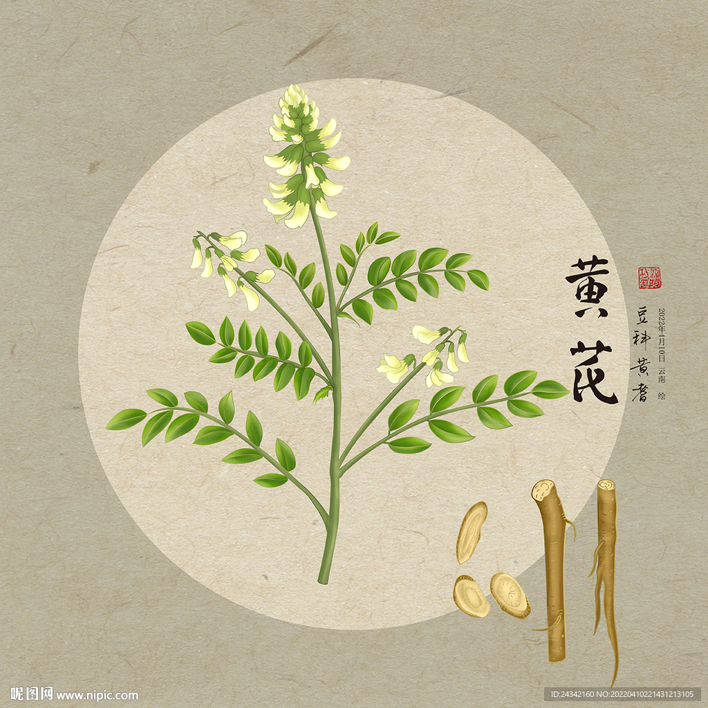 手绘黄芪