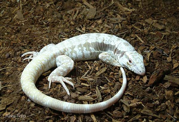 05 06 09 片_百度百科