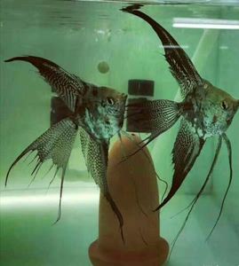 台湾精品阿凡达烟熏长鳍长尾燕鱼阿凡达长鳍长尾神仙鱼