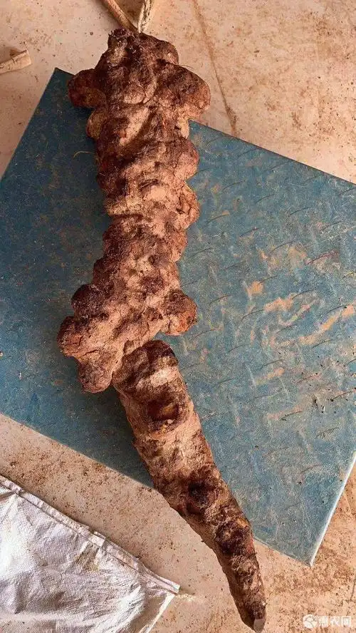 大量出售土茯苓苗 成活率高 价格优惠