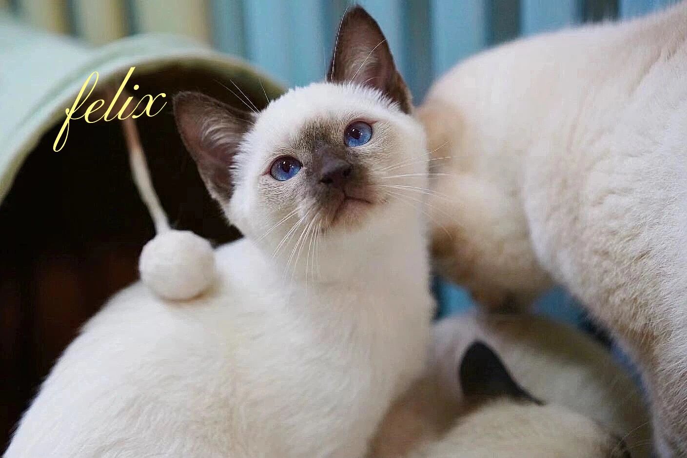 可爱的传统系暹罗猫