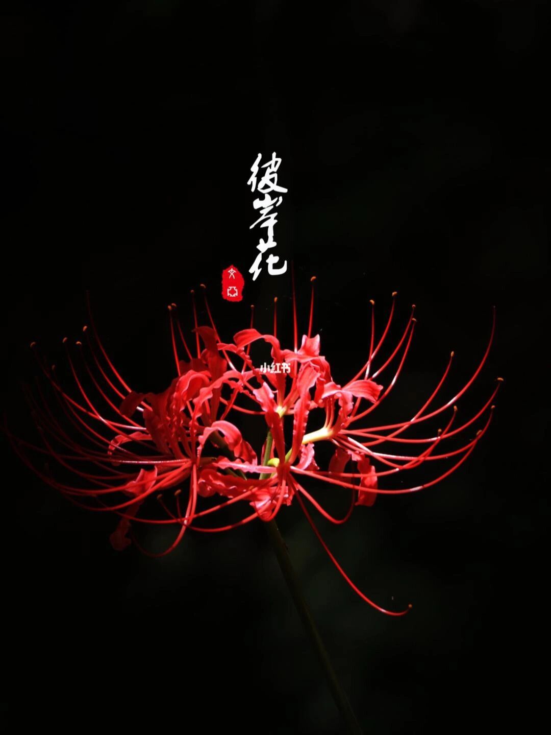 忘川水流流忘川,彼岸花开开彼岸.