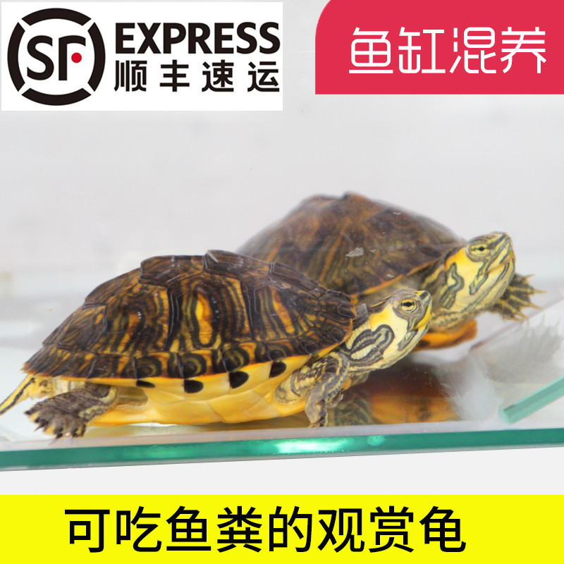 黄耳龟乌龟活物小乌龟活体宠物深水龟黄头龟黄耳龟观赏龟吃鱼粪便