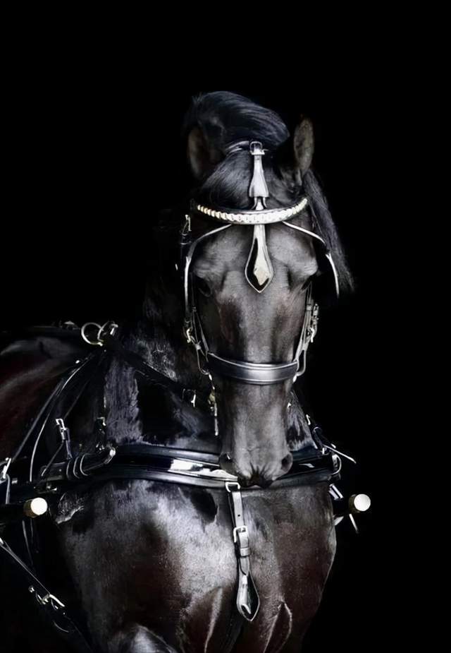 弗里斯兰马——来自于荷兰的骏马"黑珍珠"