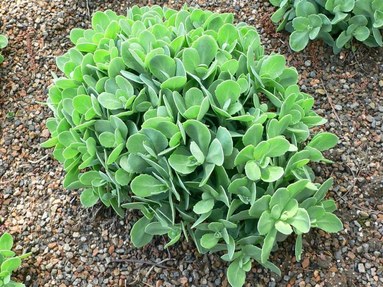 也是非常好看的一种景观植物,只要保证环境温暖干燥,八宝景天会开出