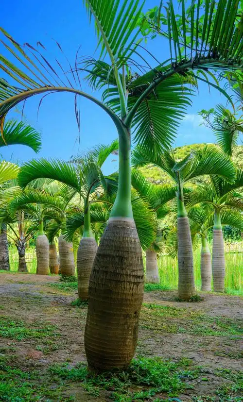 西双版纳印象(自然景色)