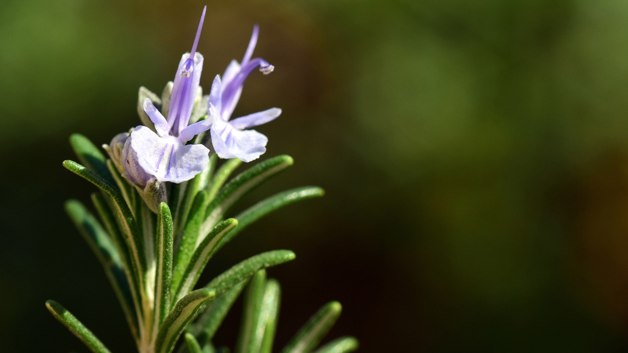 迷迭香花图片素材高清电脑桌面壁纸