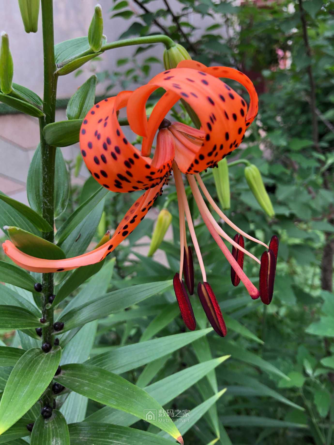 卷丹百合花已开