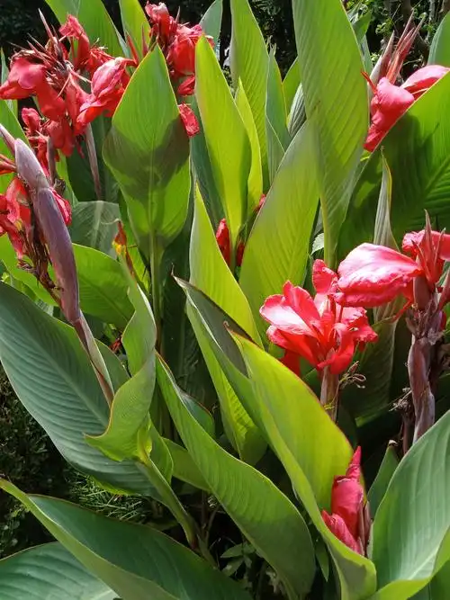 风雨任飘摇,笑看美人骄.