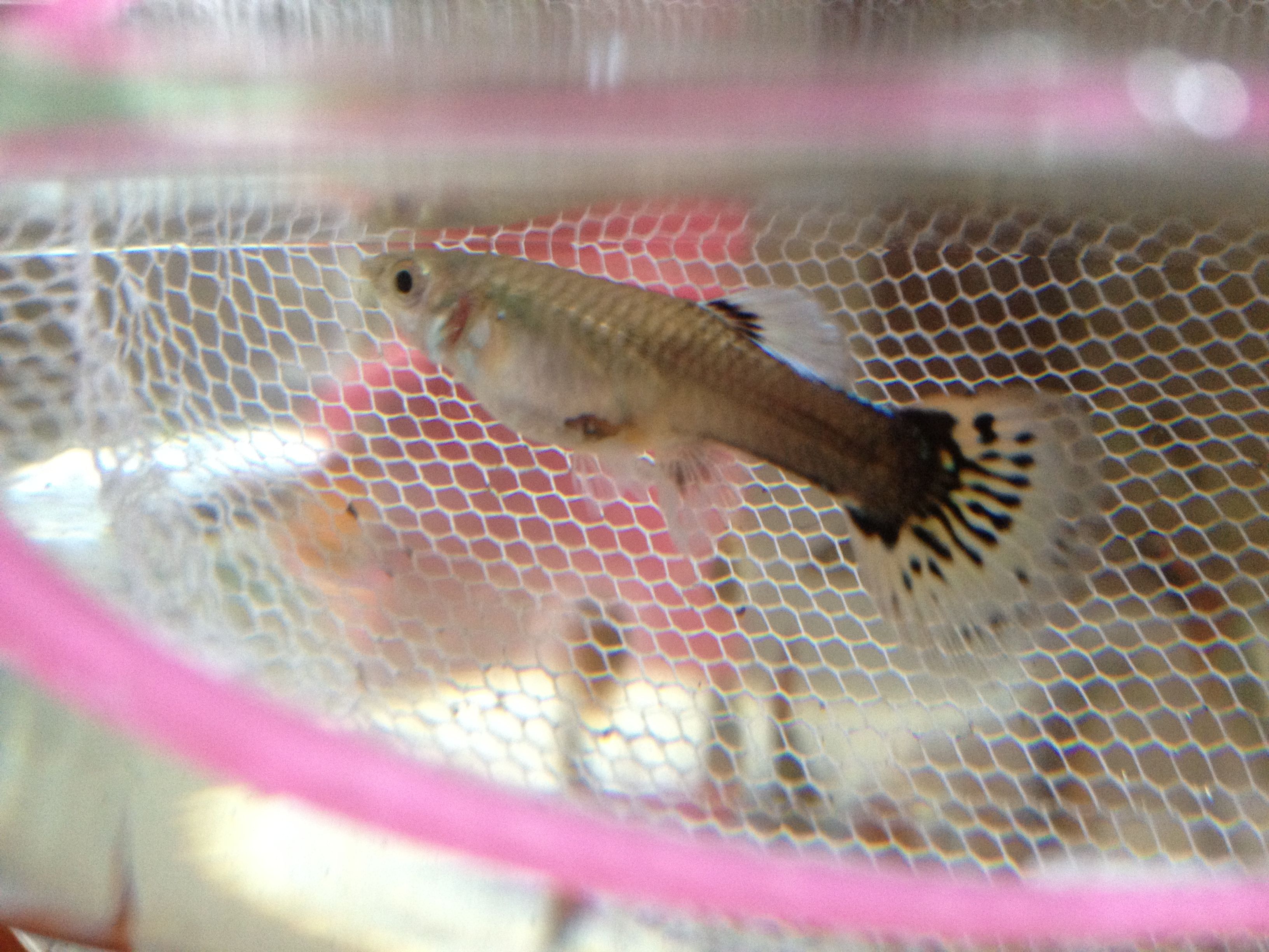 有图>帮忙看看我家这两条孔雀鱼怀孕了木有,谢谢亲们~_百度知道