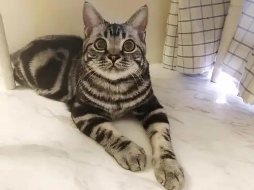 广州 美短虎斑,银渐层(无偿领养)