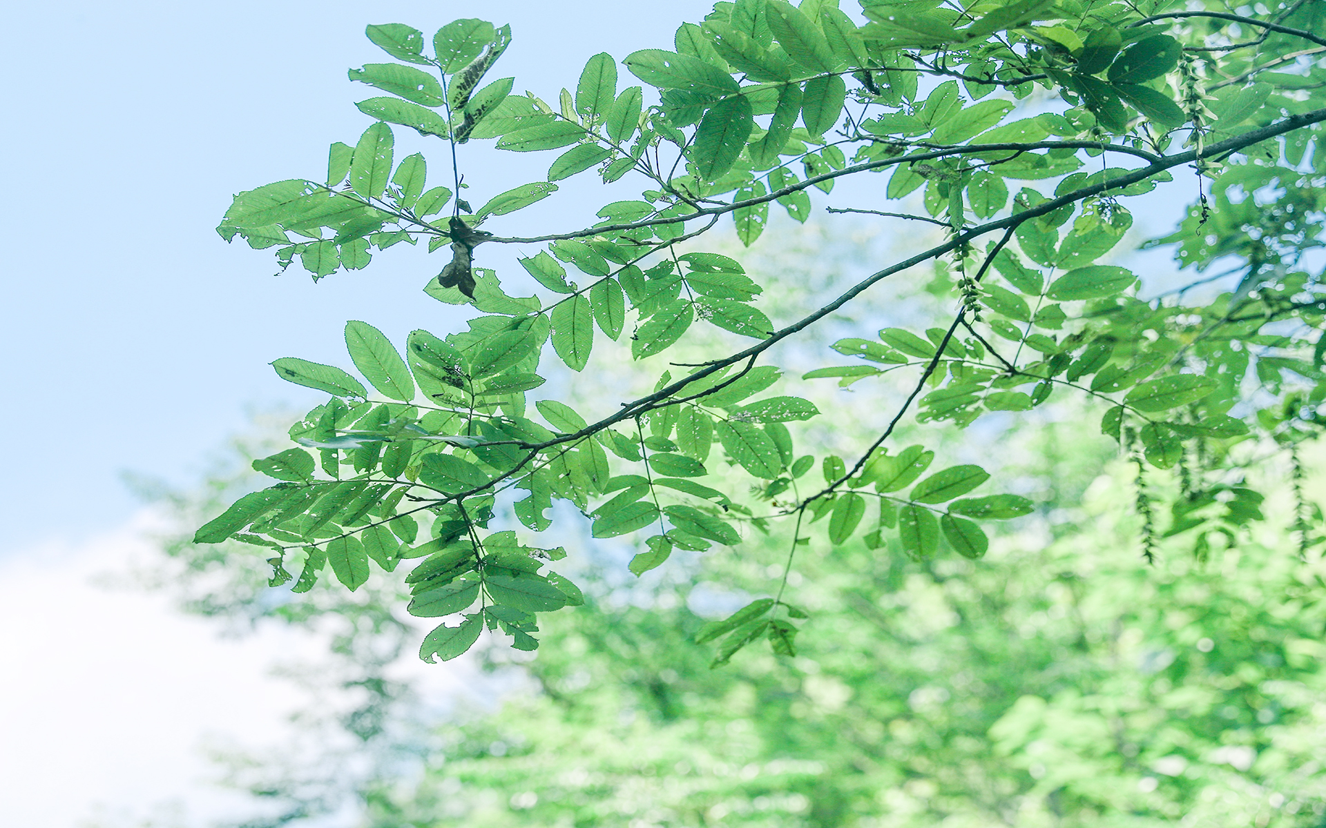 夏日小清新绿色植物图片桌面壁纸