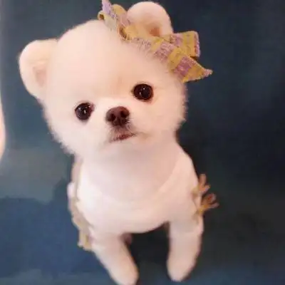 可爱狗狗萌宠图片头像,高清好看的狗狗头像图片可爱呆萌图集_动物头像