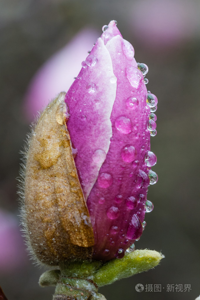 春天玉兰的露珠