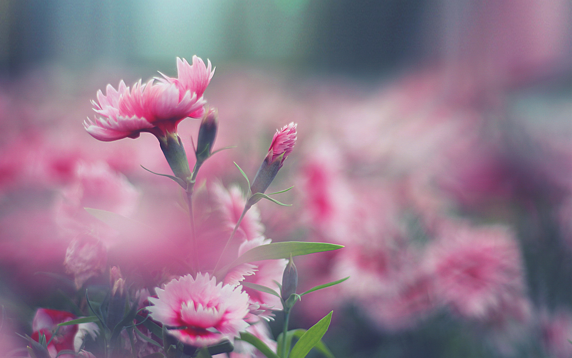 盛开的花朵唯美小清新壁纸