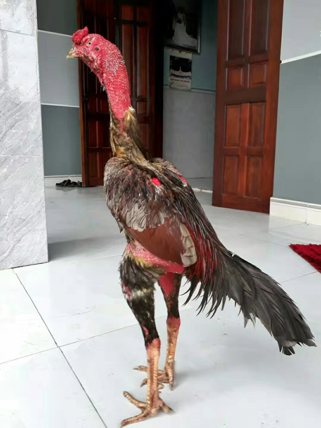 越南鬼子斗鸡苗泰国斗鸡苗中原斗鸡苗