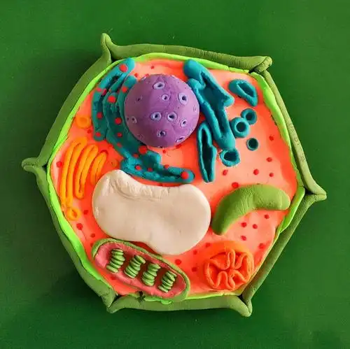 生物模型制作优秀作品展