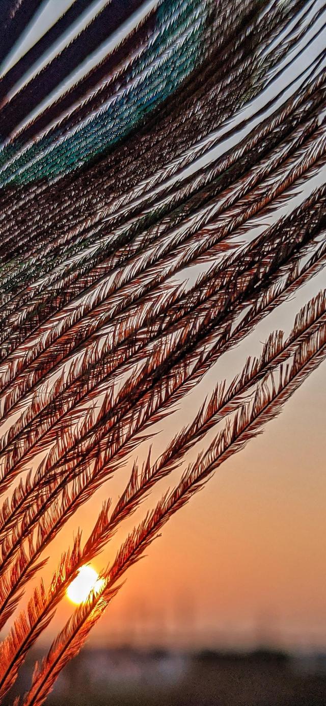 多彩壁纸629期|唯美羽毛图片手机壁纸 高清壁纸无水印